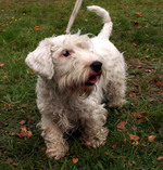 Lovely Sealyham Terrier dog 