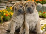 Lovely Shar Pei dogs