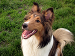 Lovely Shetland Sheepdog dog