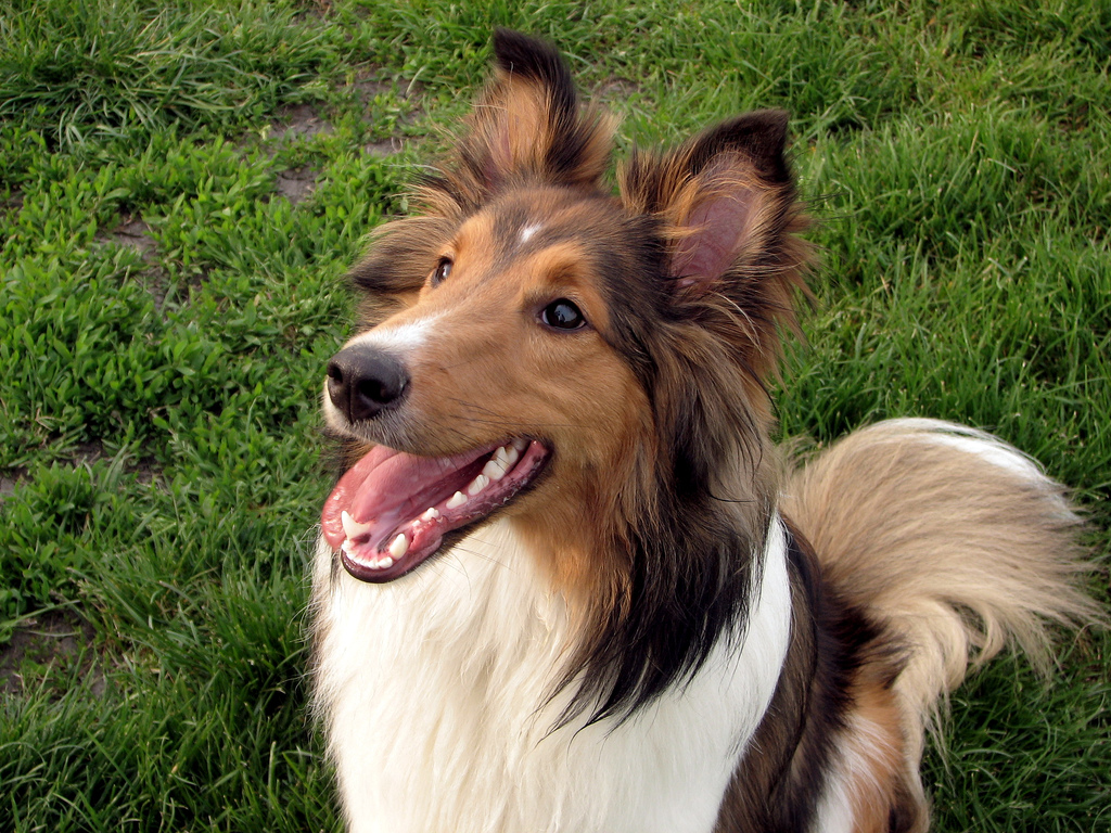 lovely-shetland-sheepdog-dog-photo.jpg