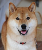 Lovely Shiba Inu dog 