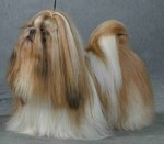 Lovely Shih Tzu dog