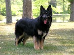 Lovely Shiloh Shepherd Dog 