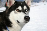 Lovely Siberian Husky dog