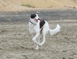 Lovely Silken Windhound dog