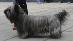 Lovely Skye Terrier dog 
