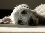 Lovely sleeping Bedlington Terrier