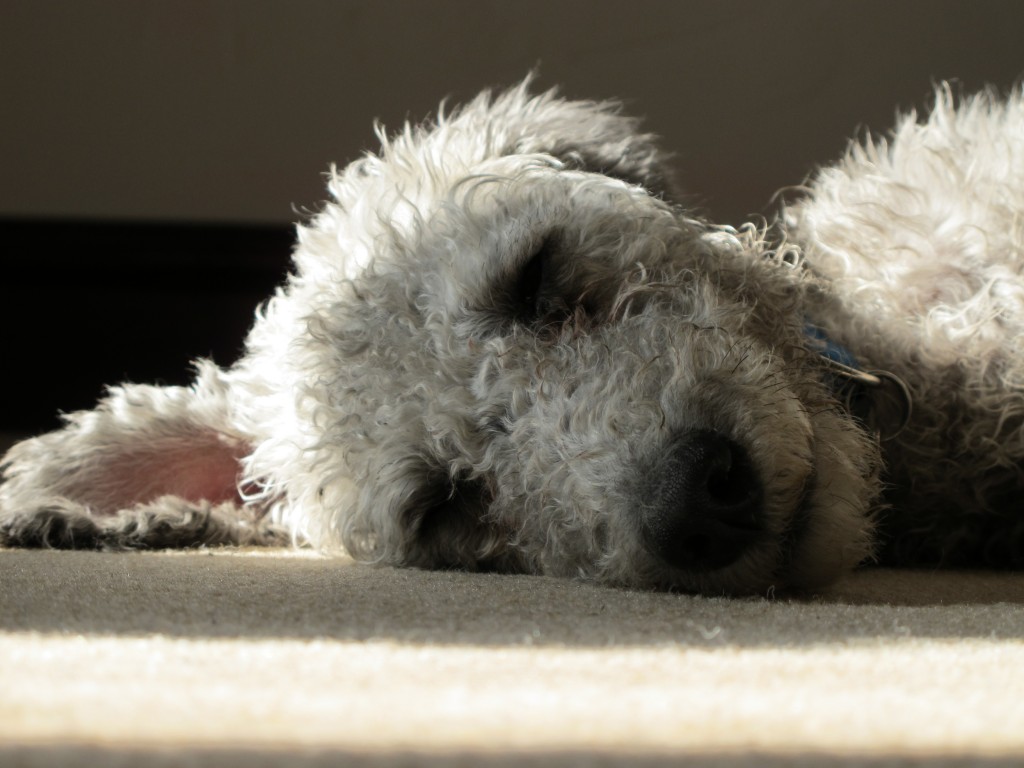 Lovely sleeping Bedlington Terrier wallpaper