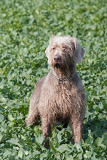 Lovely Slovakian Rough-haired Pointer dog