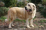 Lovely Spanish Mastiff dog 