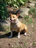 Lovely Teddy Roosevelt Terrier 