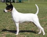 Lovely Tenderfield Terrier