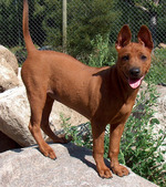 Lovely Thai Ridgeback 