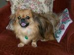 Lovely Tibetan Spaniel dog