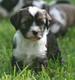 Lovely Tibetan Terrier dog