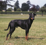 Lovely Toy Manchester Terrier dog