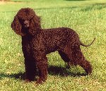 Lovely Tweed Water Spaniel dog