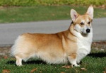 Lovely Welsh Corgi Pembroke dog