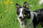 Lovely Welsh Sheepdog