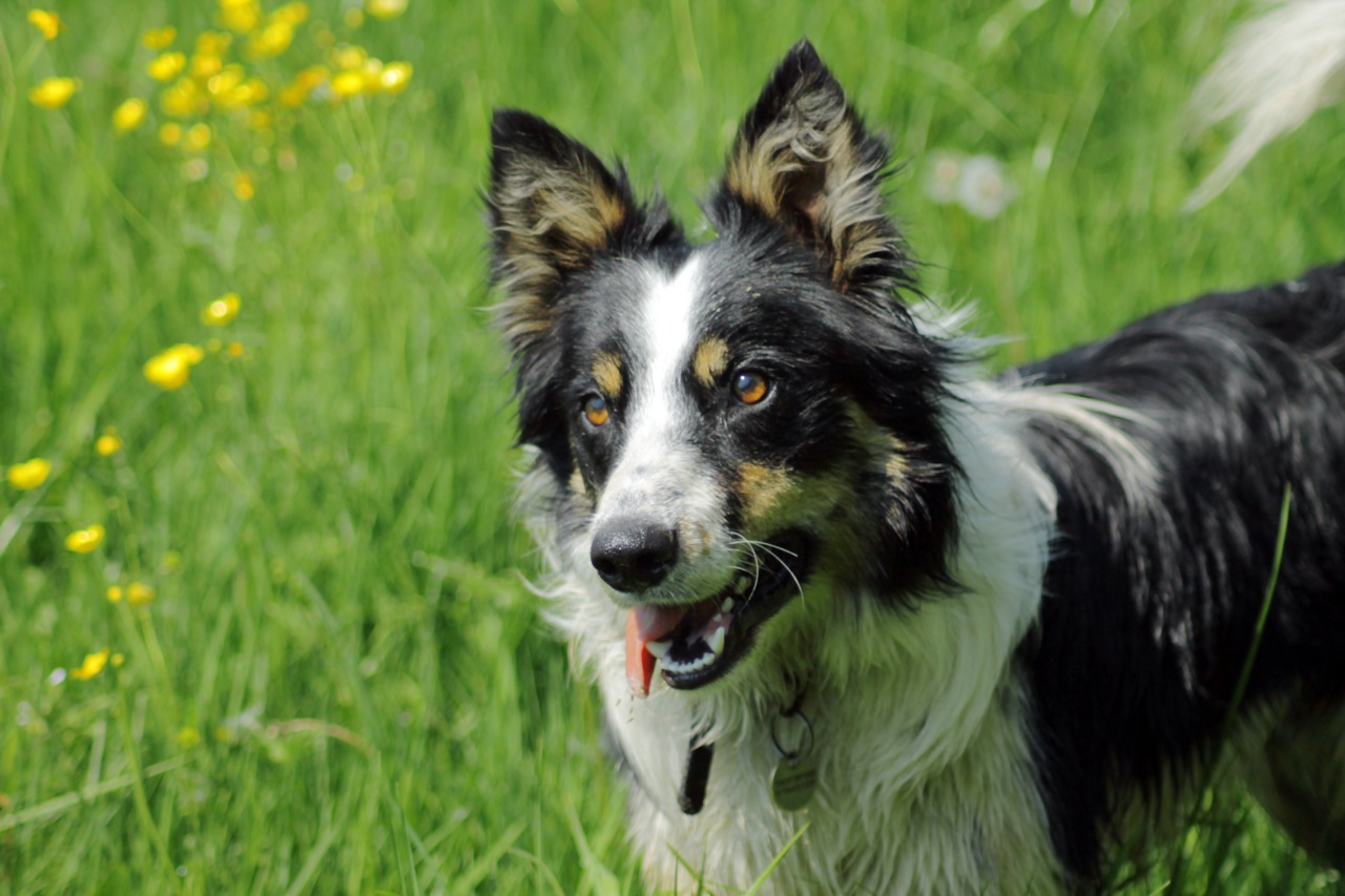 are welsh sheepdog aggressive