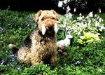 Lovely Welsh Terrier with his toy