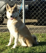 Lovely West Siberian Laika dog