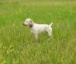 Lovely white Braque du Bourbonnais dog