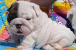 Lovely White English Bulldog puppy