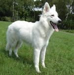 Lovely White Shepherd dog