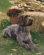 Lovely white Wirehaired Pointing Griffon dog