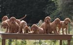 Lovely Wirehaired Vizsla dogs