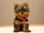 Lovely Yorkshire Terrier dog