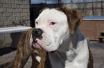 Loyal American Bulldog