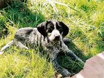 Lying Braque d'Auvergne dog