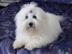 Lying Coton de Tulear dog