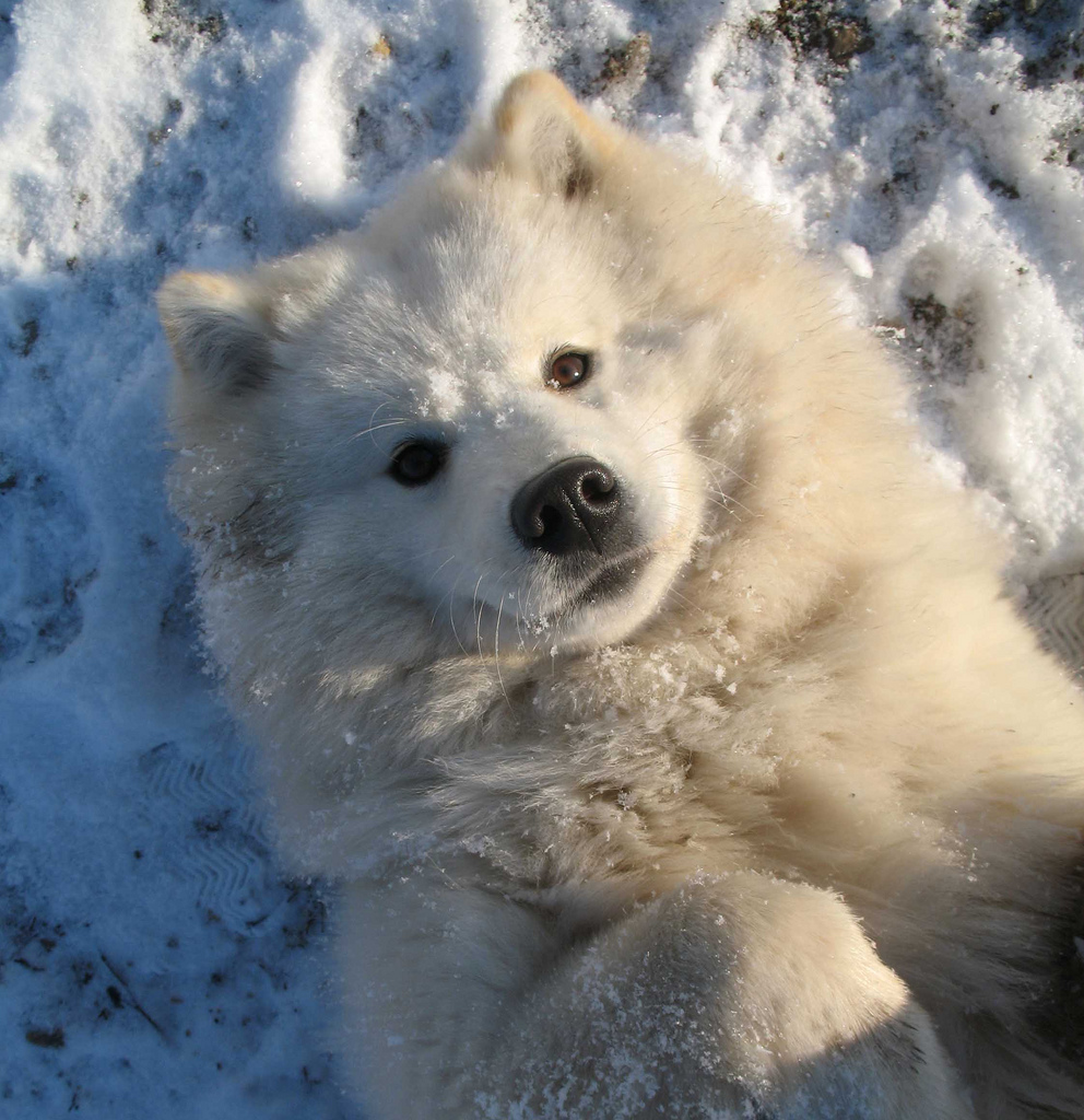 lying-samoyed-dog-photo.jpg