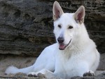 Lying White Shepherd dogs