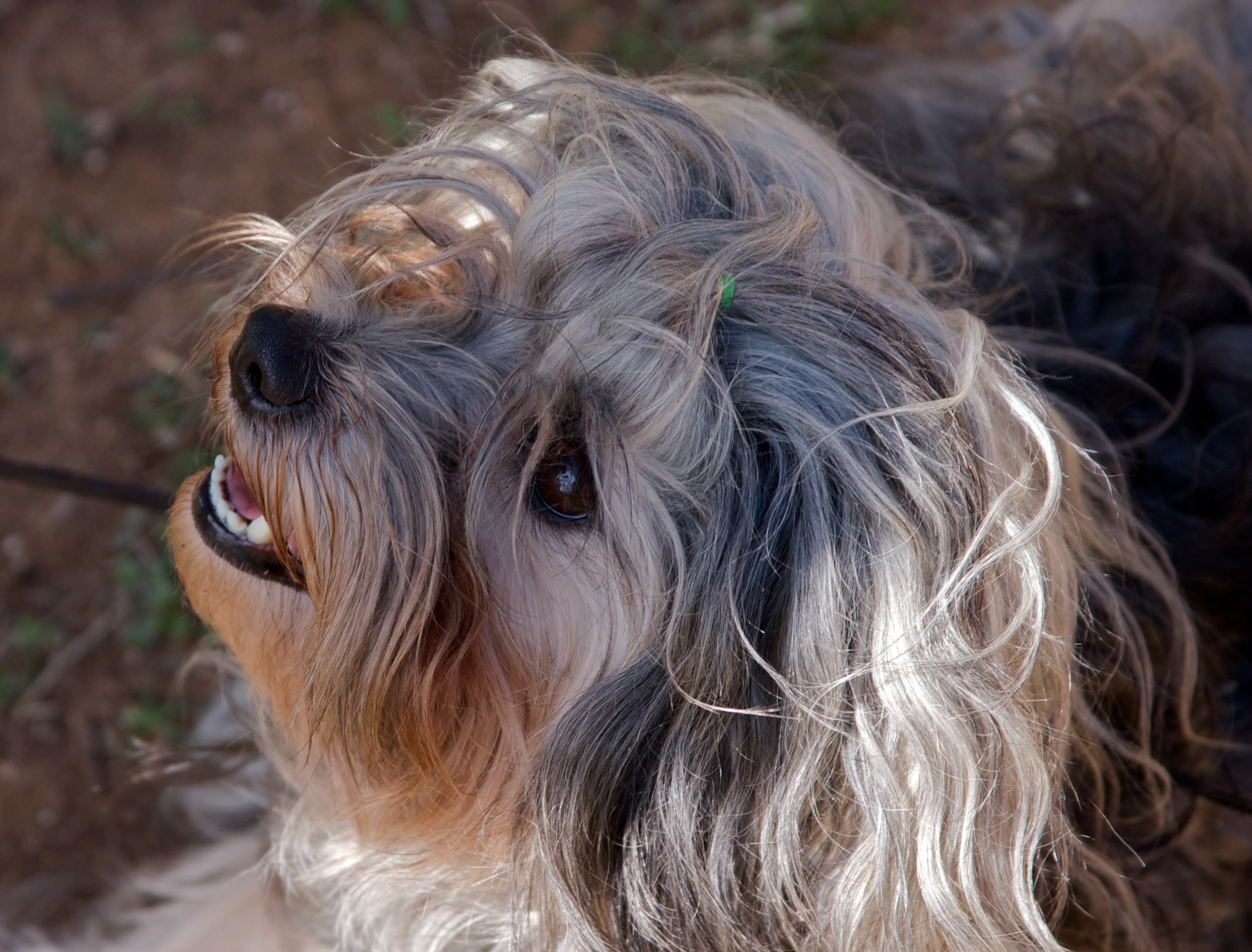 Девочка собака лион-бишон фото
