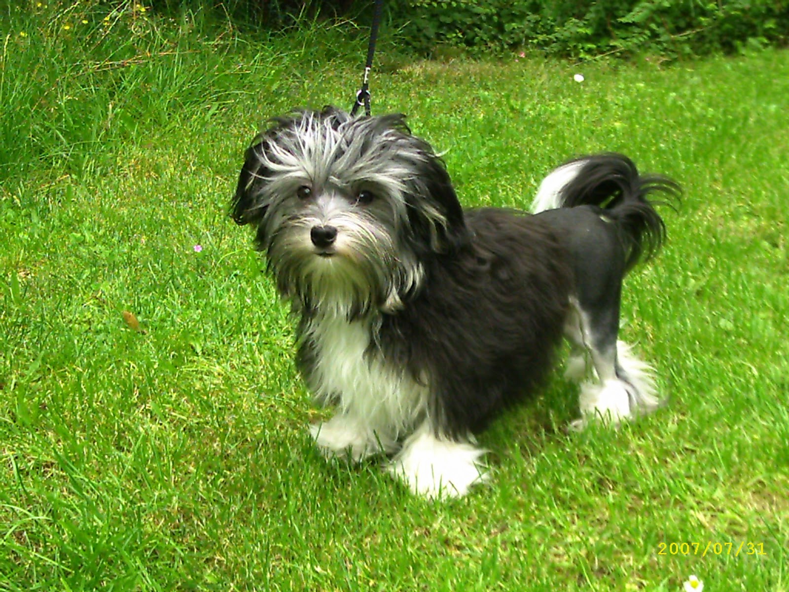 Собака лион-бишон на траве фото
