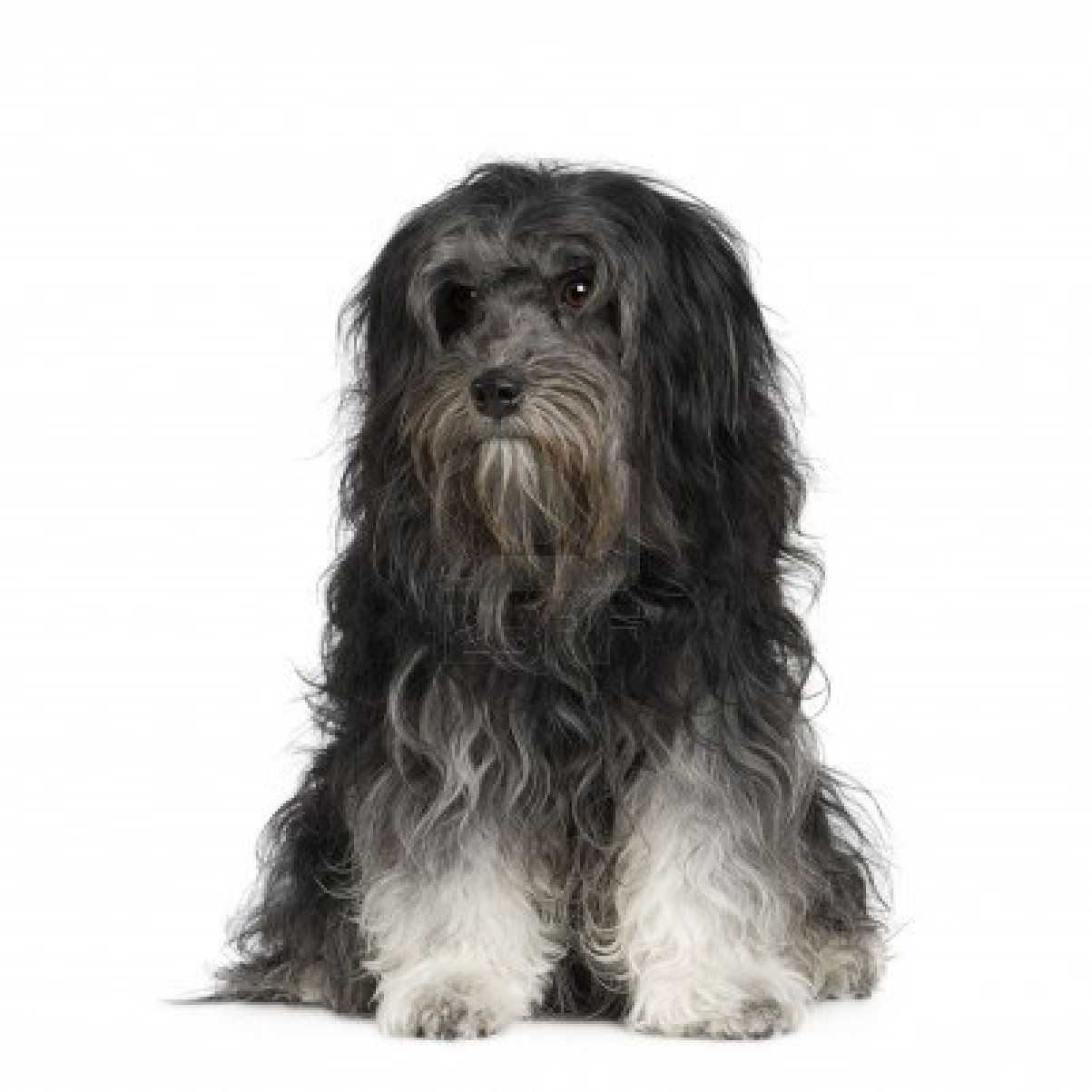 Портрет собаки лион-бишон фото