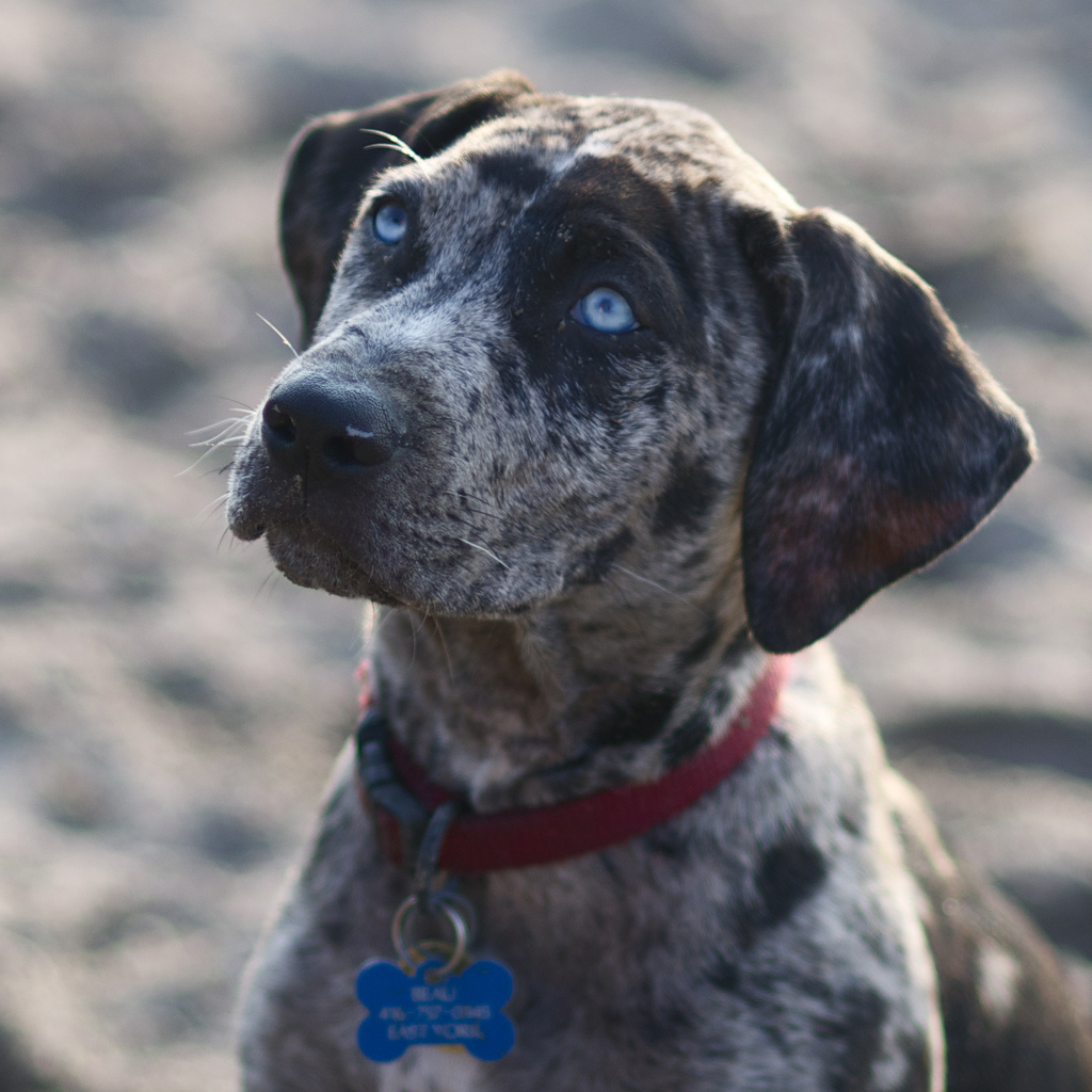 cur puppies macro catahoula cur photo and wallpaper beautiful macro catahoula cur pictures cur puppies macro catahoula cur photo and wallpaper beautiful macro catahoula cur pictures