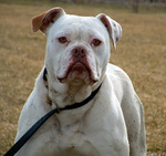 Macro American Bulldog