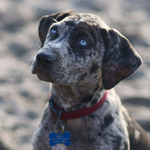 Macro Catahoula Cur dog