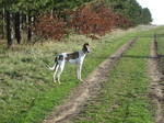 Magyar Agár dog on the road