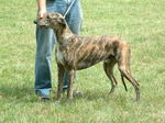 Magyar Agár dog with the owner