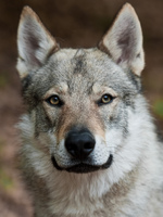 Majestic Czechoslovak Wolfdog dog