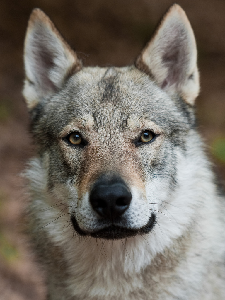 Величественная чехословацкая волчья собака фото