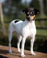 Majestic Ratonero Bodeguero Andaluz 