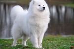 Majestic Samoyed dog