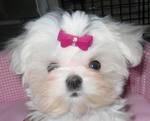 Maltese dog girl